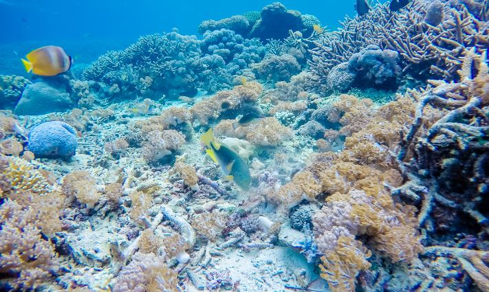 Manta Nusa Lembongan Snorkeling